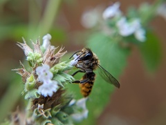 Megachile