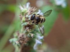 Megachile