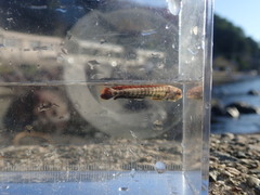 Coryphaena