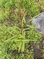 Desmodium macrostachyum
