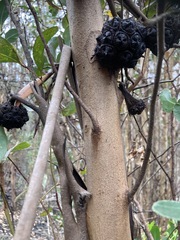 Eucalyptus conferruminata