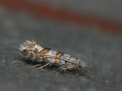 Phyllonorycter joannisi