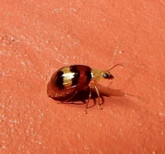 Monolepta orientalis