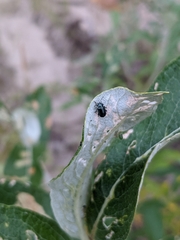 Chrysomelidae
