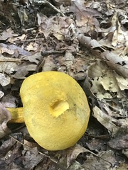 Retiboletus