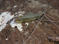 Tropidurus