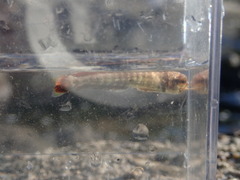Coryphaena