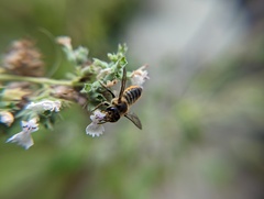 Megachile