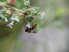 Megachile