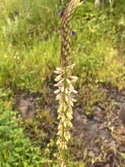 Desmodium macrostachyum