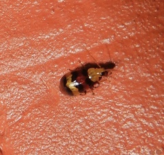 Monolepta orientalis