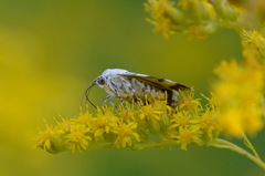 Acontia lucida