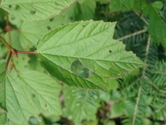 Viburnum edule