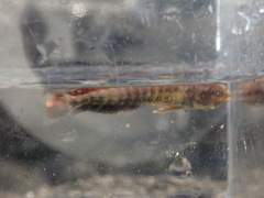 Coryphaena