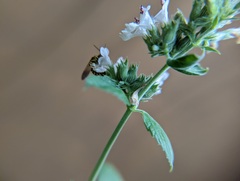 Agapostemon
