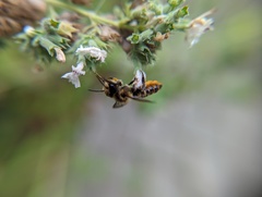 Megachile