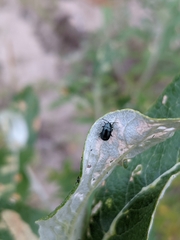 Chrysomelidae