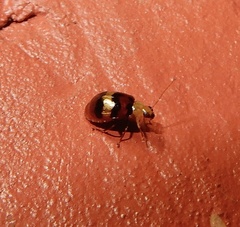 Monolepta orientalis