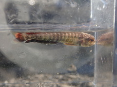 Coryphaena