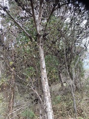 Eucalyptus conferruminata