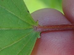 Viburnum edule