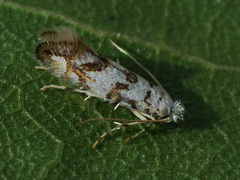 Phyllonorycter joannisi