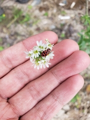 Coleomegilla maculata