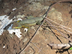Tropidurus