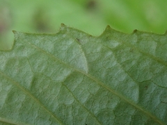 Viburnum edule