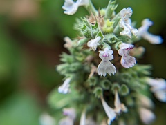 Nepeta cataria