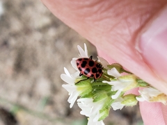 Coleomegilla maculata