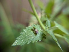 Agapostemon virescens
