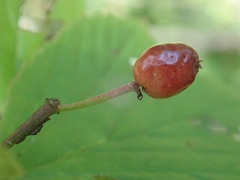 Viburnum edule