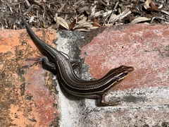 Plestiodon inexpectatus