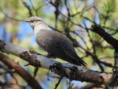 Cuculus canorus