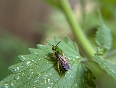 Agapostemon virescens