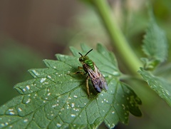Agapostemon virescens