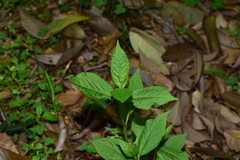 Chloranthus serratus