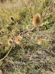 Dipsacus fullonum