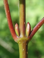 Viburnum edule