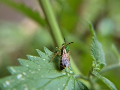 Agapostemon virescens