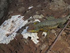 Tropidurus