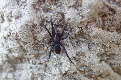 Zelotes