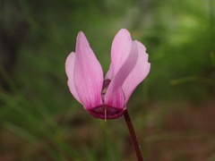 Cyclamen purpurascens