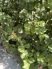 Corylus sieboldiana mandshurica