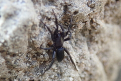 Zelotes