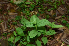 Chloranthus serratus