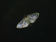 Herpetogramma thestealis