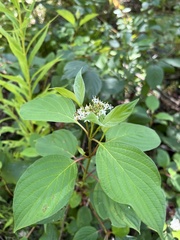 Cornus rugosa