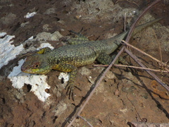Tropidurus
